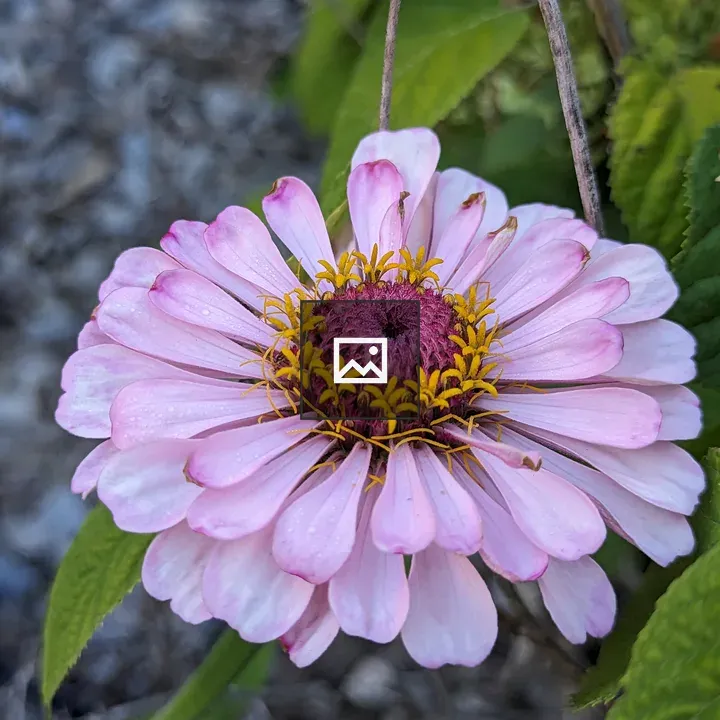 Pink zinnia in full bloom