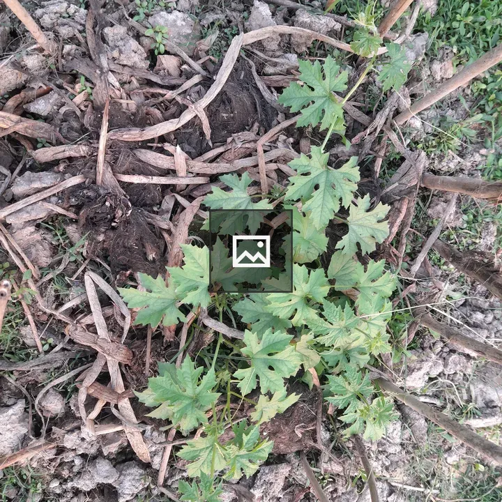 Cluster of Green Leaves Emerging