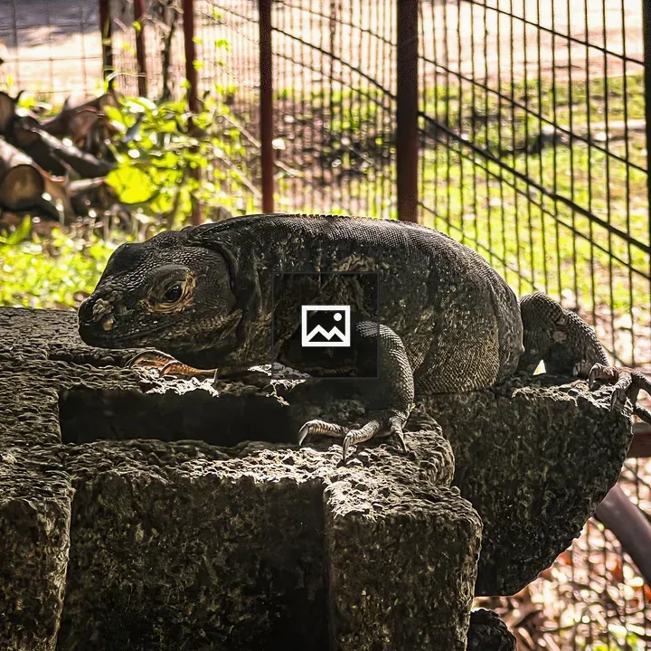 Dark iguana on stone surface