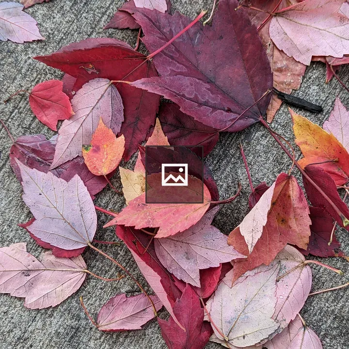 Pile of red autumn leaves