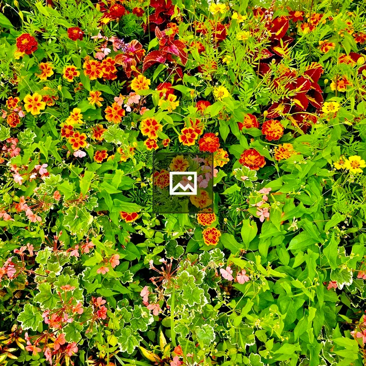 Marigolds and pink flowers in Niagara Falls Park