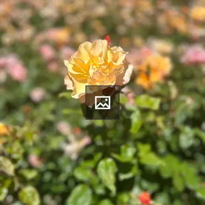 Yellow rose foreground