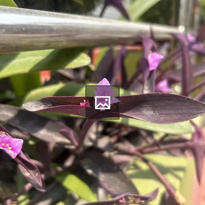 Purple Heart Plant Close-up