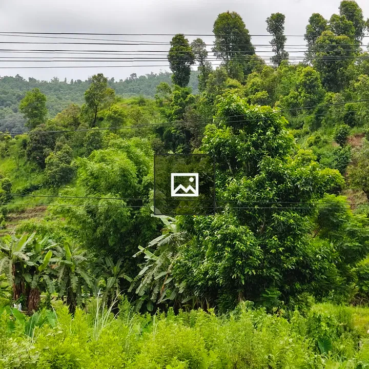 A lush green landscape with trees