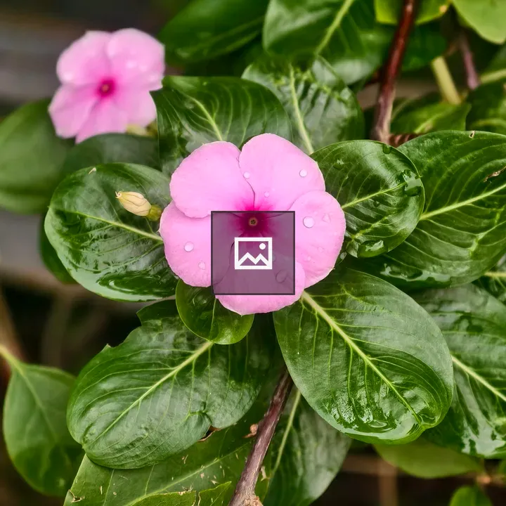 Pink Bougainvillea Flower Close-Up