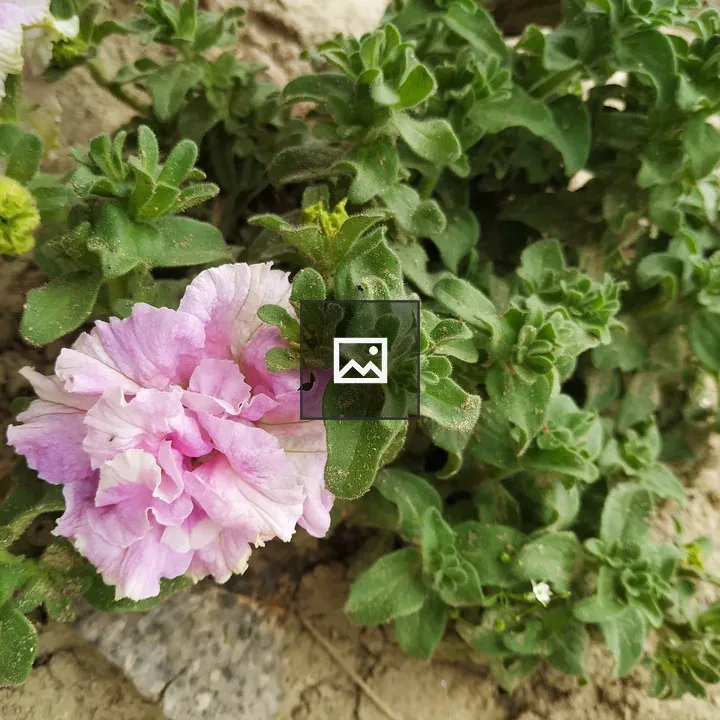 Light pink flower