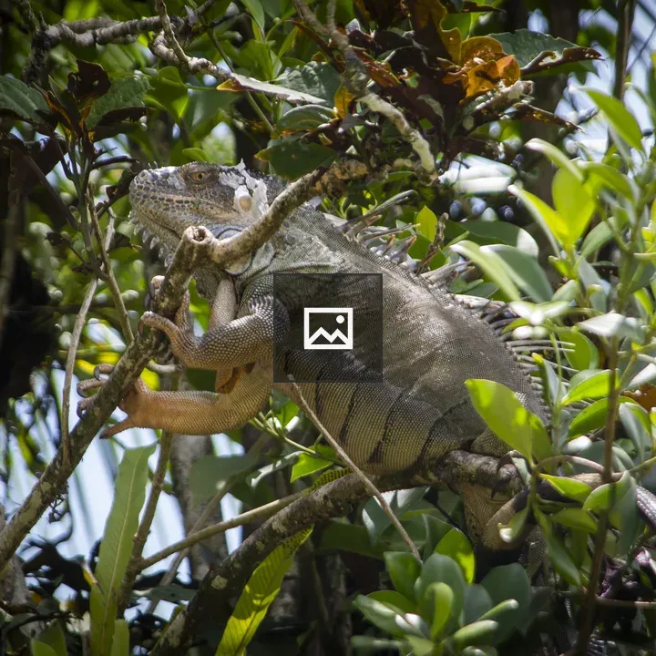 Iguana on Tree Branch