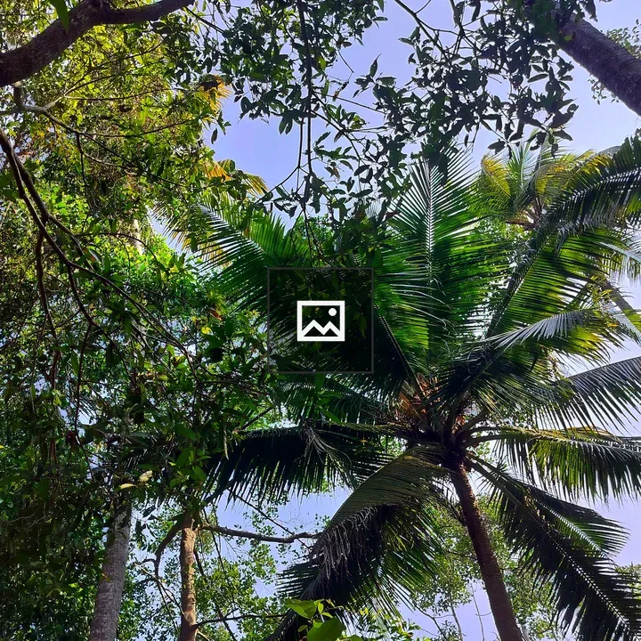 Looking Through Tree Leaves