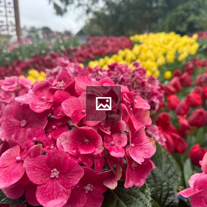 Hydrangeas and Tulips in Field