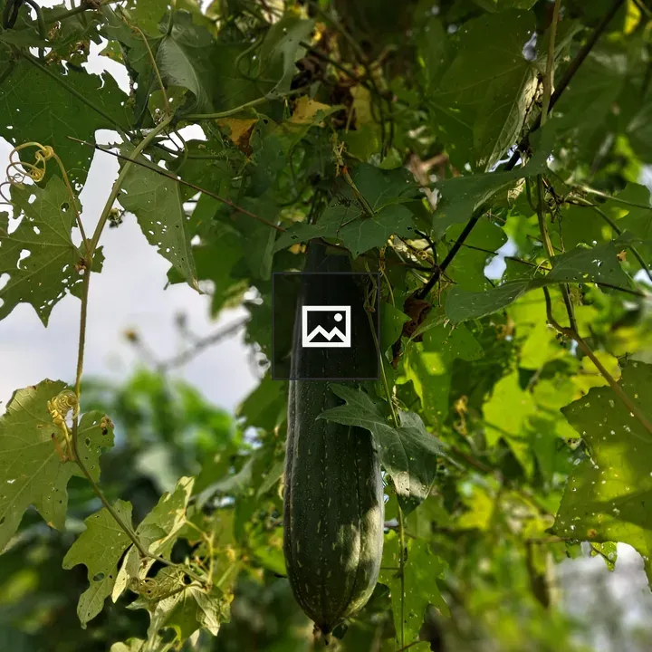 Green luffa gourd on vine