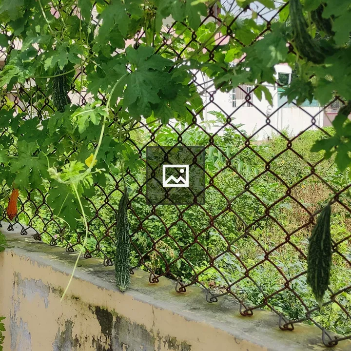 Bitter gourd plant on fence