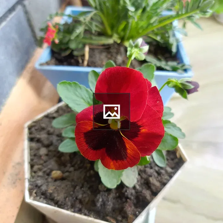 Red Flower in Small White Pot
