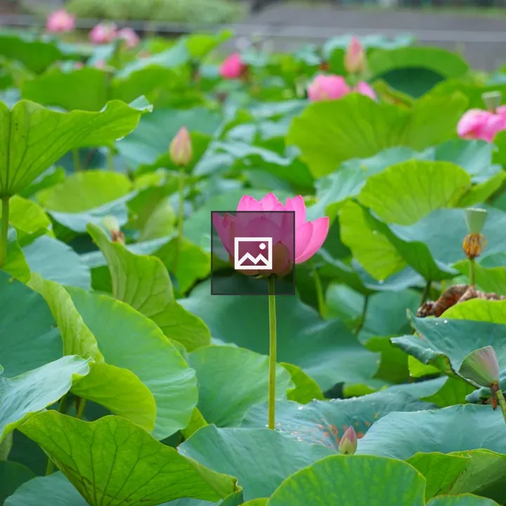 Ooga lotus in Chiba Park