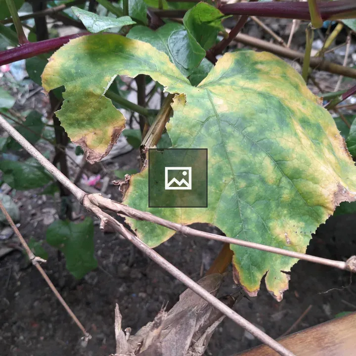 Leaf with damage and discoloration