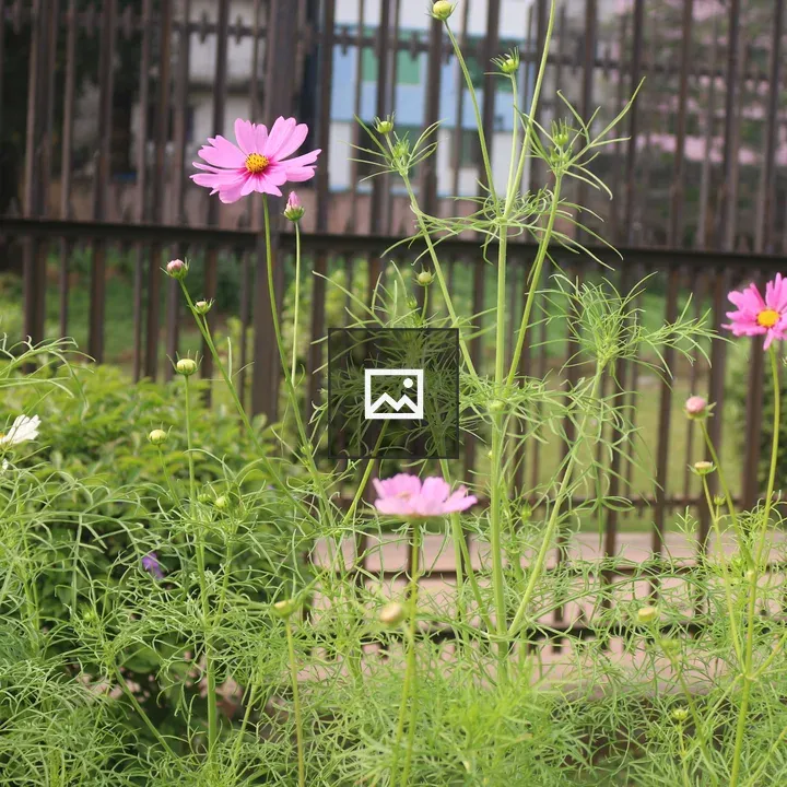 Pink cosmos flowers in garden