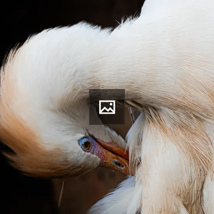 Cattle Egret Preening