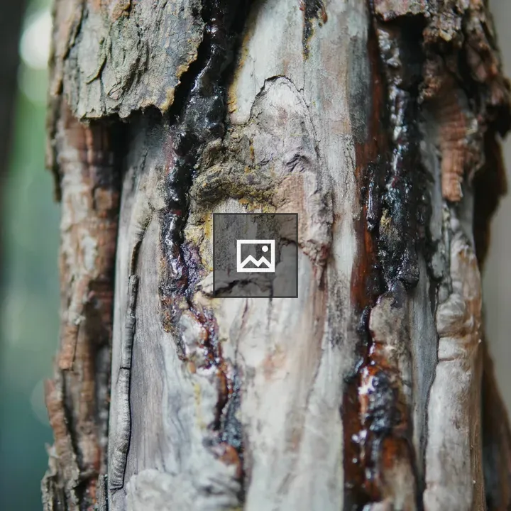 Close-up of tree bark with sap
