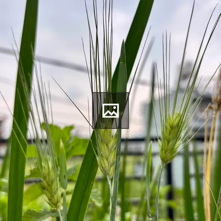 Green Wheat Stalks Close-up