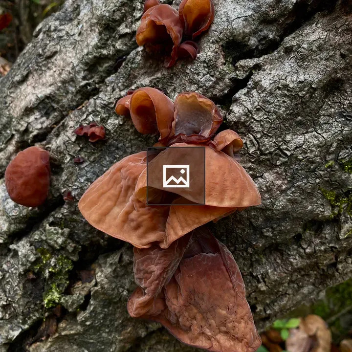Jelly ear mushrooms on tree bark