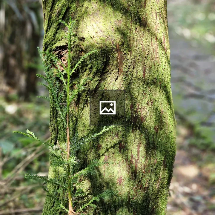 Trunk with green moss