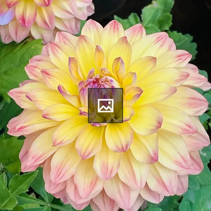Dahlia Flower from Kerala