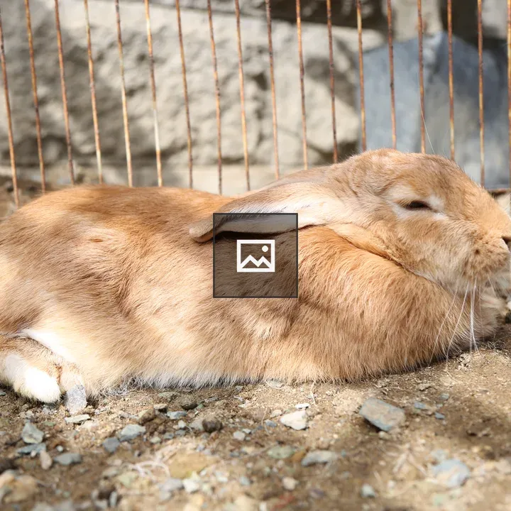 Rabbit Taking a Nap