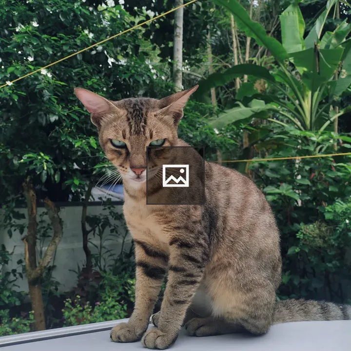 Tabby cat outdoors