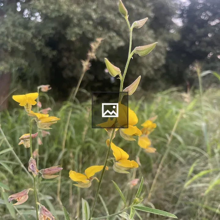 Close-up of yellow flowers in grass