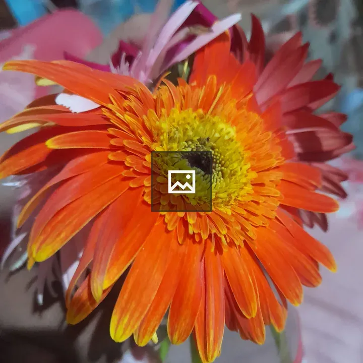 Orange Gerbera Daisy Close-up