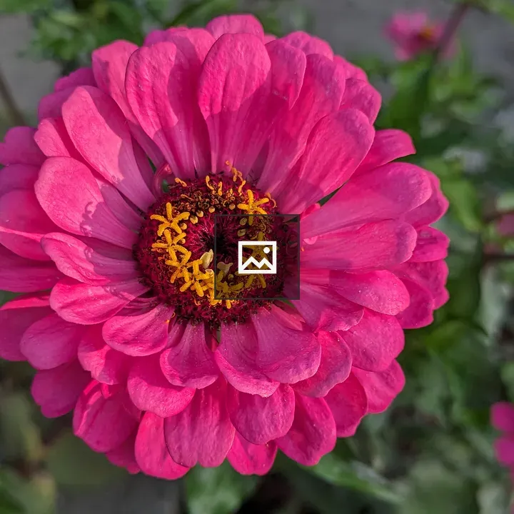 Dark pink Zinnia flower