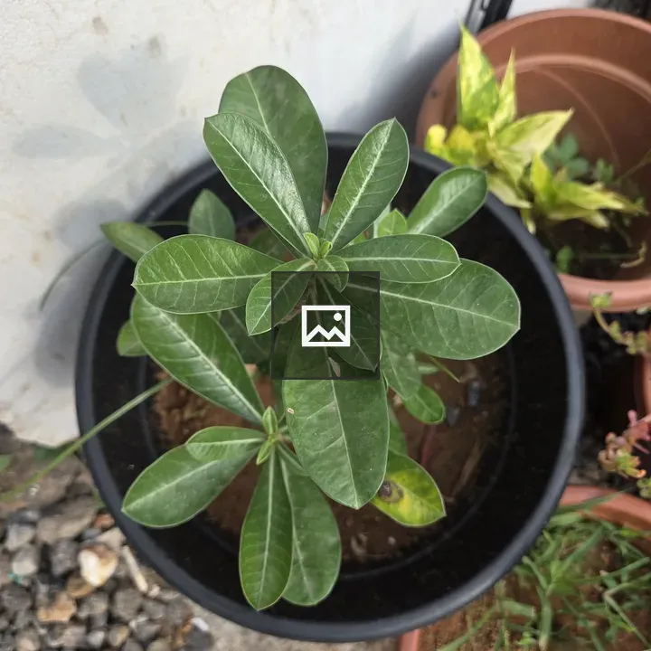 Close-up of potted plant leaves