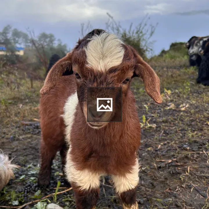 Young goat on muddy ground