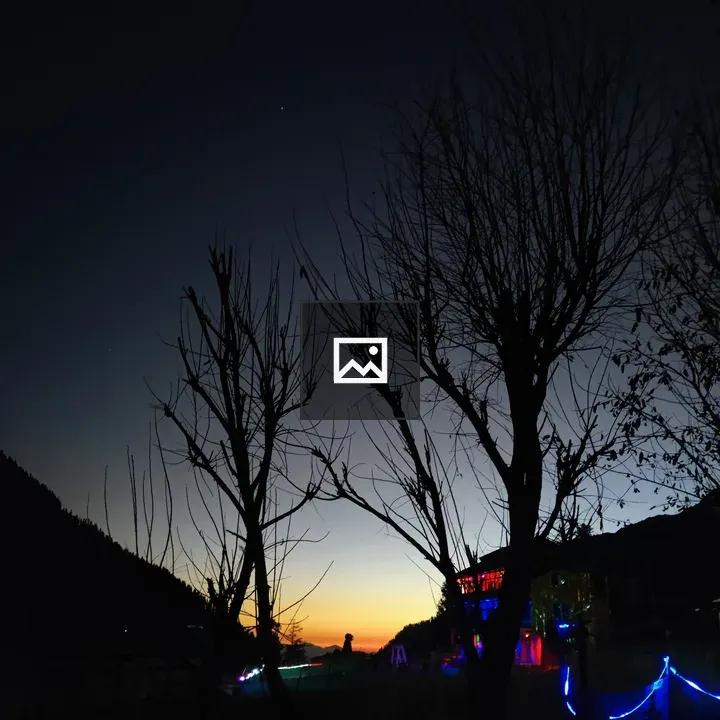 Silhouettes of Leafless Trees at Twilight