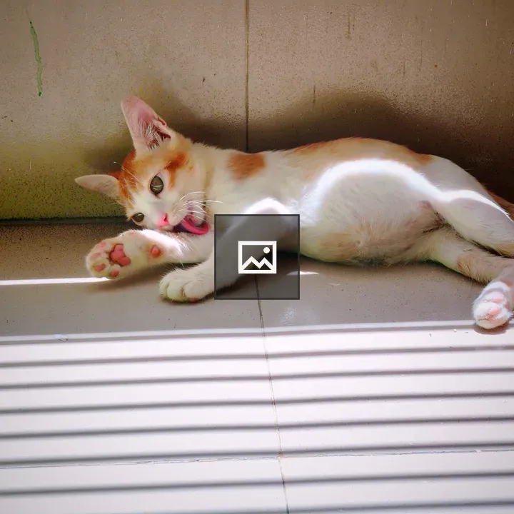 Cat Licking Paw by Window Light