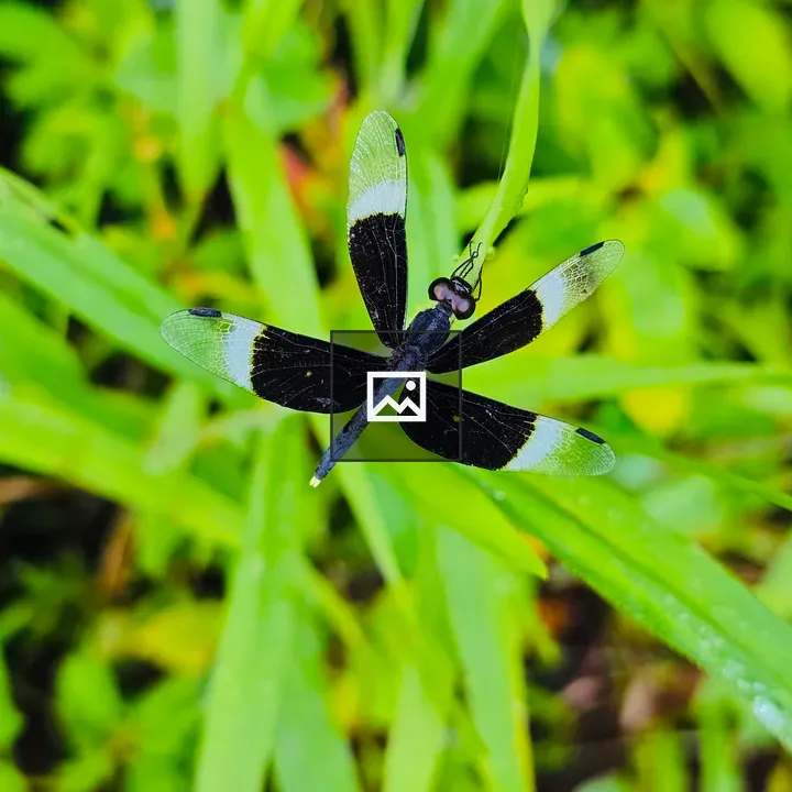 Pied paddy skimmer dragonfly