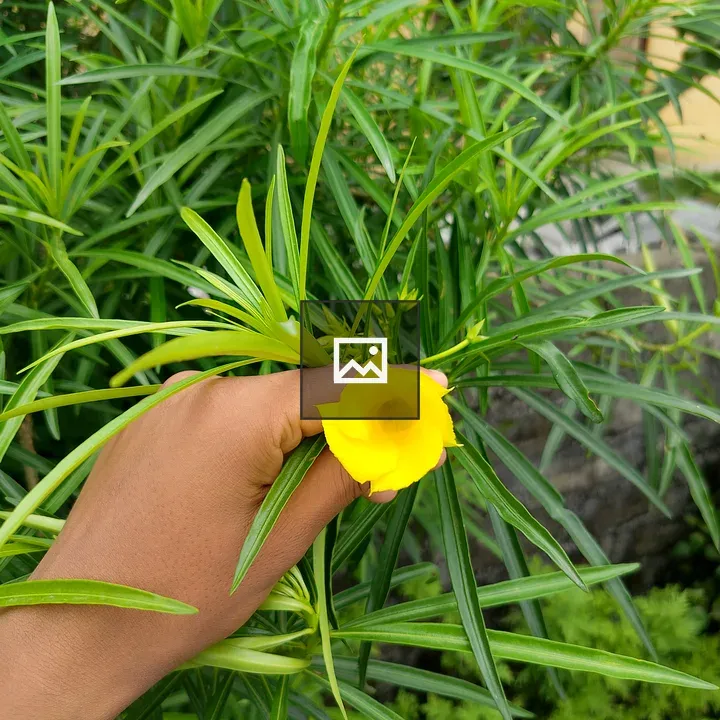 Yellow flower held by hand