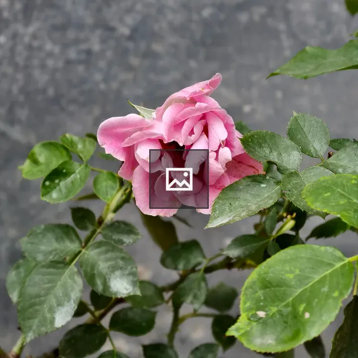 Pink rose on thorny stem