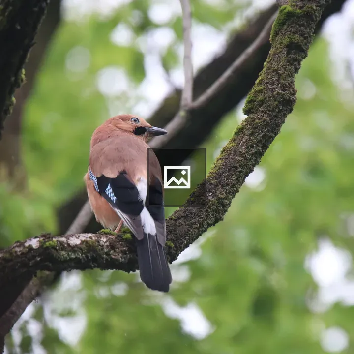 Eurasian Jay on Branch