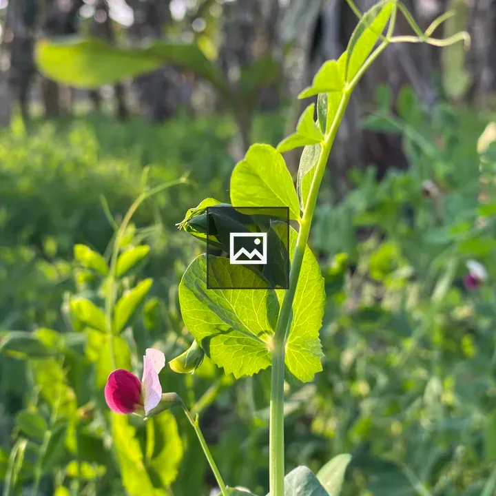 Close-up of a pea plant