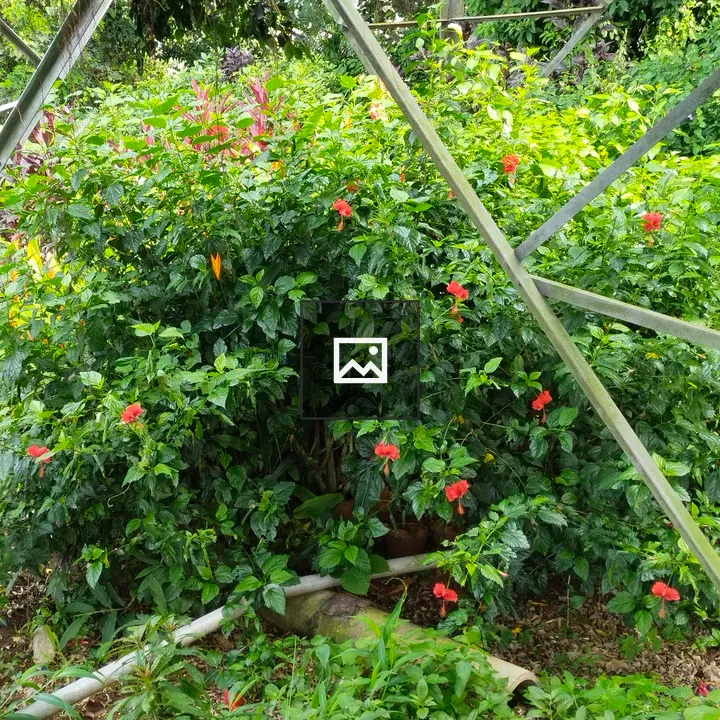 Hibiscus Flowers