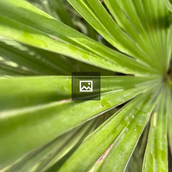 Palm leaf
