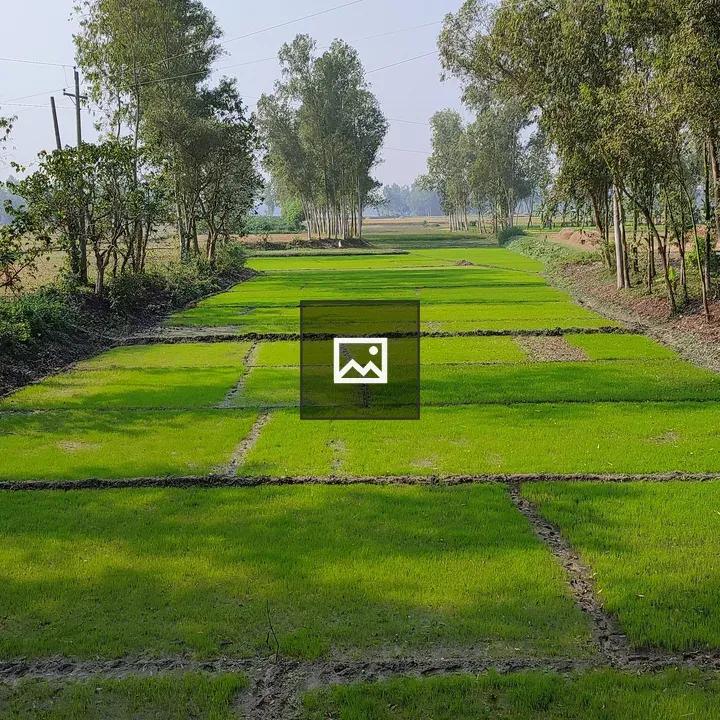 Young Rice Field Landscape
