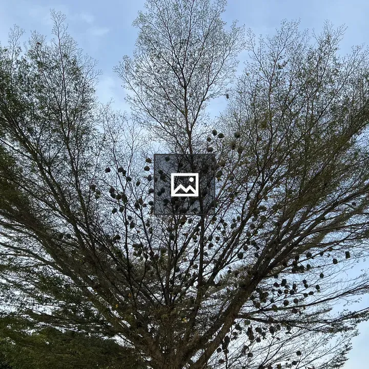 Large tree with nests