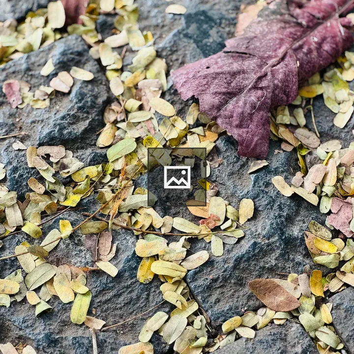 Rocky Surface with Fallen Leaves