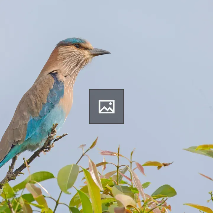 Indian roller on a branch