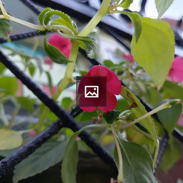 Pink Flowers Through Fence