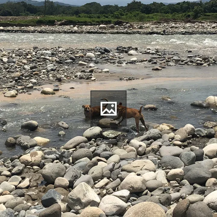 Two dogs in shallow river