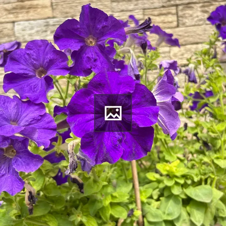 Petunias on Stone Wall