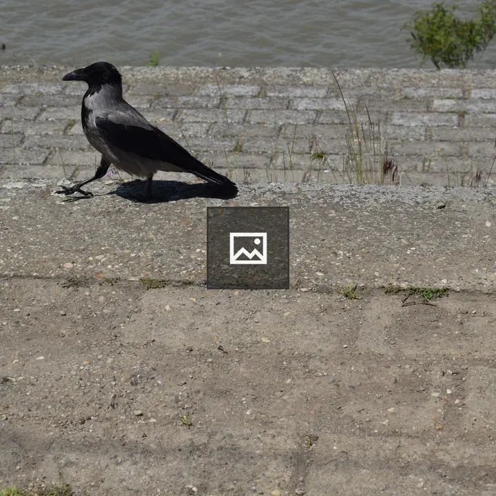 Magpie on Concrete by River