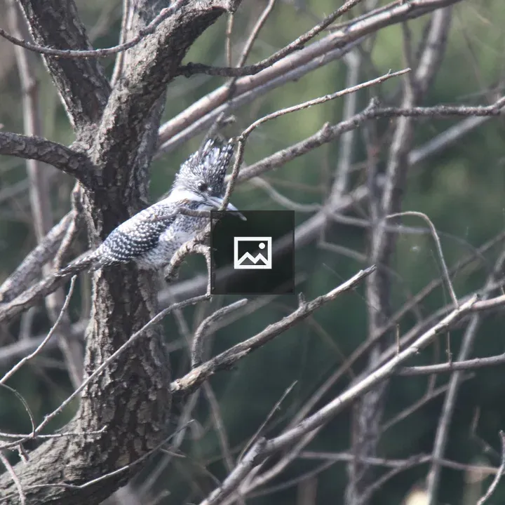 Crested Kingfisher on a Branch